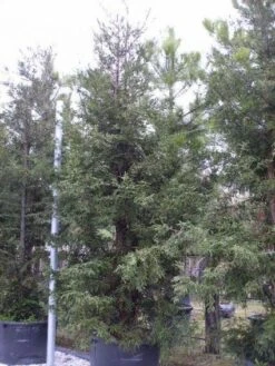 Kustmammoetboom (Sequoia Sempervirens) -Aanbiedingen Groene Hekken Winkel 20101217161907 8 1