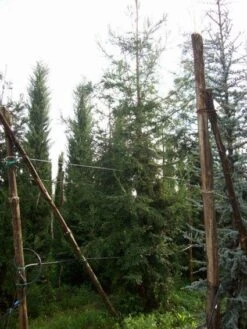 Kustmammoetboom (Sequoia Sempervirens) -Aanbiedingen Groene Hekken Winkel 20101217161916 8