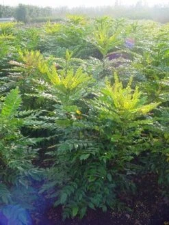 Mahoniestruik (Mahonia Media 'Winter Sun') 17 Mahoniestruik (Mahonia Media 'Winter Sun') -Aanbiedingen Groene Hekken Winkel 20101217162700 11