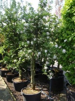 Appelboom (Malus Domestica ) -Aanbiedingen Groene Hekken Winkel 20101217164407 5 1