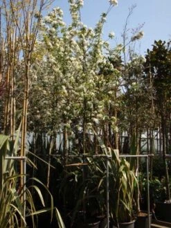 Sierappel (Malus 'John Downie') -Aanbiedingen Groene Hekken Winkel 20101217164621 12 2
