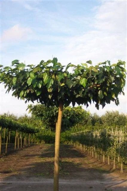 Dakmoerbei (Morus Alba 'Fruitless' ) 3 Dakmoerbei (Morus Alba 'Fruitless' )