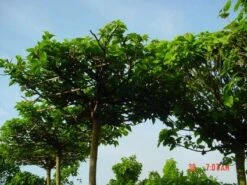 Dakmoerbei (Morus Alba 'Macrophylla') -Aanbiedingen Groene Hekken Winkel 20101217170400 9 1