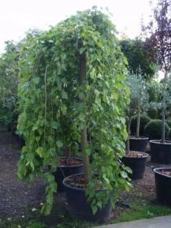 Moerbei Als Treurboom (Morus Alba 'Pendula') -Aanbiedingen Groene Hekken Winkel 20101217170434 9