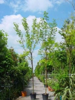 Zwarte Moerbei Als Boom (Morus Nigra) -Aanbiedingen Groene Hekken Winkel 20101217171258 8