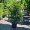 Oleander Als Leivorm (Nerium Oleander) -Aanbiedingen Groene Hekken Winkel 20101220113644 1