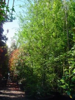 Schijnbeuk (Nothofagus Antarctica) 9 Schijnbeuk (Nothofagus Antarctica) -Aanbiedingen Groene Hekken Winkel 20101220114349 10