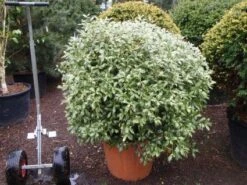 Schijnhulst In Bolvorm (Osmanthus Heterophyllus 'Goshiki')