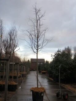 Perzisch IJzerhout Als Boom (Parrotia Persica) -Aanbiedingen Groene Hekken Winkel 20101220142408 8