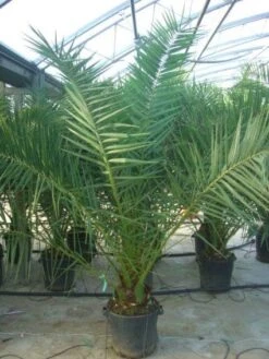 Canarische Dadelpalm (Phoenix Canariensis) 16 Canarische Dadelpalm (Phoenix Canariensis) -Aanbiedingen Groene Hekken Winkel 20101220144503 10