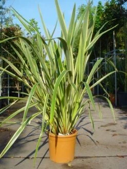 Nieuw Zeelands Vlas (Phormium Tenax 'Variegatum') -Aanbiedingen Groene Hekken Winkel 20101220145314 8
