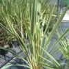 Nieuw Zeelands Vlas (Phormium Tenax 'Variegatum') -Aanbiedingen Groene Hekken Winkel 20101220145332 8