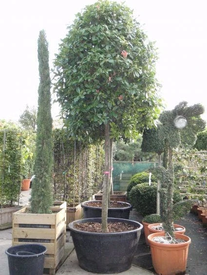Glansmispel Als Boom (Photinia Fraseri 'Red Robin') 10 Glansmispel Als Boom (Photinia Fraseri 'Red Robin') - Afbeelding 8