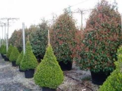 Glansmispel, Pyramide (Photinia Fraseri 'Red Robin' ) -Aanbiedingen Groene Hekken Winkel 20101220152727 9 1