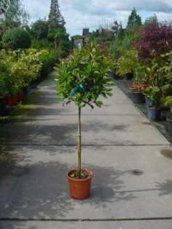 Glansmispel Op Stam (Photinia Fraseri 'Red Robin') 23 Glansmispel Op Stam (Photinia Fraseri 'Red Robin') -Aanbiedingen Groene Hekken Winkel 20101220153441 5 1