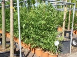 Bamboe (Phyllostachys Aurea) -Aanbiedingen Groene Hekken Winkel 20101220162232 13