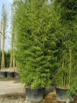 Bamboe (Phyllostachys Aurea) -Aanbiedingen Groene Hekken Winkel 20101220162254 13