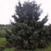 Spar (Picea Breweriana) -Aanbiedingen Groene Hekken Winkel 20101220171250 4 1