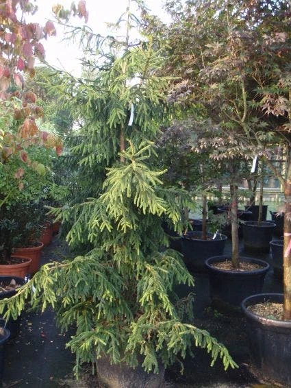 Kaukasische Spar (Picea Orientalis 'Aureospicata') 3 Kaukasische Spar (Picea Orientalis 'Aureospicata')