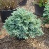 Colorado Spar (Picea Pungens 'Glauca Globosa') -Aanbiedingen Groene Hekken Winkel 20101220172124 8