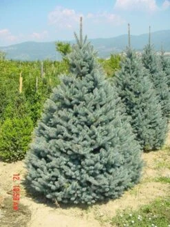 Zilverden (Picea Pungens 'Koster') -Aanbiedingen Groene Hekken Winkel 20101220173516 9