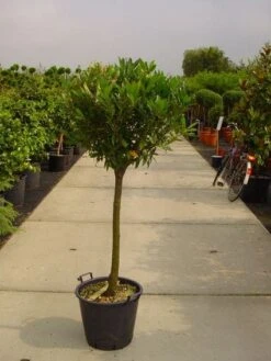 Laurierkers Op Stam (Prunus Laurocerasus 'Otto Luyken') -Aanbiedingen Groene Hekken Winkel 20101221104726 2