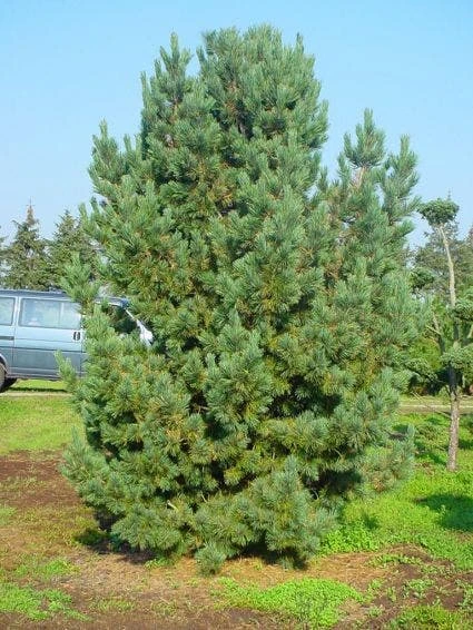 Alpenden (Pinus Cembra) 5 Alpenden (Pinus Cembra) - Afbeelding 3