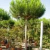 Parasolden (Pinus Pinea) -Aanbiedingen Groene Hekken Winkel 20101221122947 8
