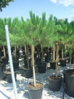 Parasolden Op Stam (Pinus Pinea) 14 Parasolden Op Stam (Pinus Pinea) -Aanbiedingen Groene Hekken Winkel 20101221123737 4 2