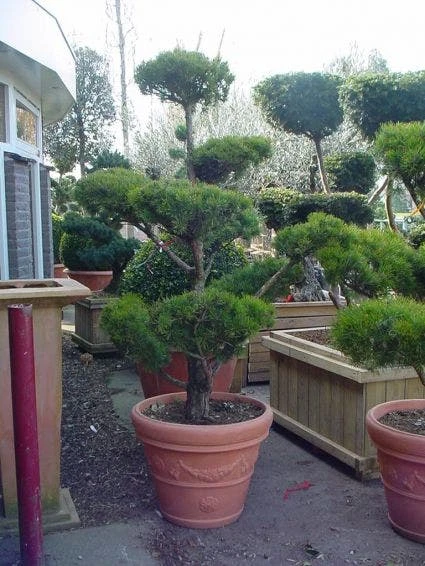 Grove Den Als Bonsai (Pinus Sylvestris) 4 Grove Den Als Bonsai (Pinus Sylvestris) - Afbeelding 2