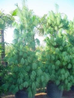 Treurden (Pinus Wallichiana) -Aanbiedingen Groene Hekken Winkel 20101221134541 14