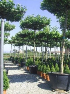 Dakplataan (Platanus Hispanica ) -Aanbiedingen Groene Hekken Winkel 20101221142257 16