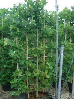 Plataan Als Leivorm (Platanus Hispanica) -Aanbiedingen Groene Hekken Winkel 20101221145030 2