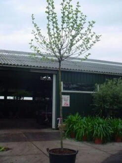 Bolplataan (Platanus 'Alphen's Globe') -Aanbiedingen Groene Hekken Winkel 20101221145809 8