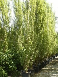 Italiaanse Populier (Populus Nigra 'Italica') -Aanbiedingen Groene Hekken Winkel 20101221154434 7