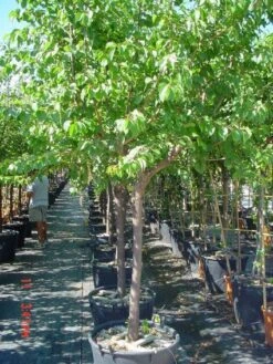 Amandelboom (Prunus Dulcis) -Aanbiedingen Groene Hekken Winkel 20101221155404 3 1