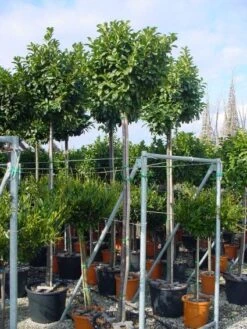 Laurier Als Boom (Prunus Laurocerasus 'Etna')