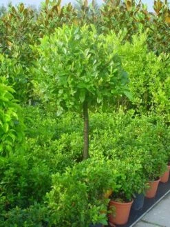 Laurierkers Op Stam (Prunus Laurocerasus 'Otto Luyken') -Aanbiedingen Groene Hekken Winkel 20101221161627 2