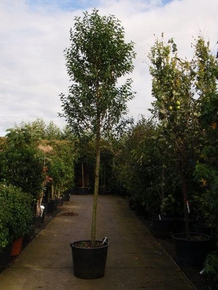 Portugese Laurier Als Boom (Prunus Lusitanica 'Angustifolia') 4 Portugese Laurier Als Boom (Prunus Lusitanica 'Angustifolia') - Afbeelding 2