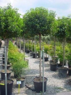 Portugese Laurier Op Stam (Prunus Lusitanica 'Angustifolia') -Aanbiedingen Groene Hekken Winkel 20101221164022 5 2