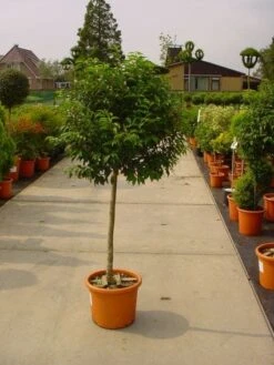 Portugese Laurier Op Stam (Prunus Lusitanica 'Angustifolia') -Aanbiedingen Groene Hekken Winkel 20101221164320 5 1