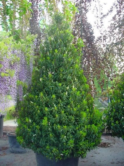 Portugese Laurier, Piramide (Prunus Lusitanica ) 5 Portugese Laurier, Piramide (Prunus Lusitanica ) - Afbeelding 3