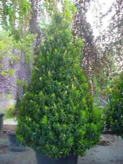 Portugese Laurier, Piramide (Prunus Lusitanica ) -Aanbiedingen Groene Hekken Winkel 20101221164936 8