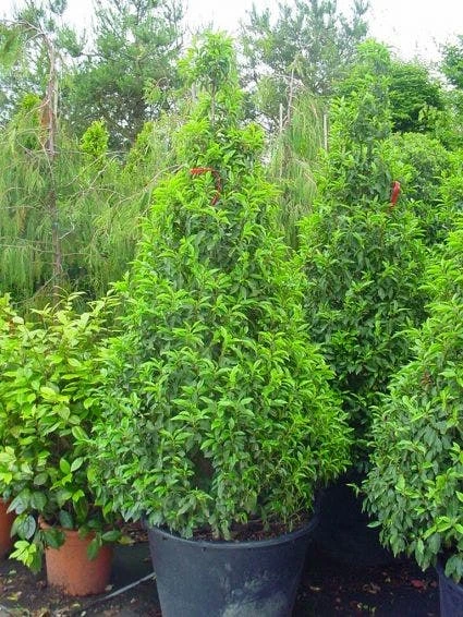 Portugese Laurier, Piramide (Prunus Lusitanica ) 3 Portugese Laurier, Piramide (Prunus Lusitanica )