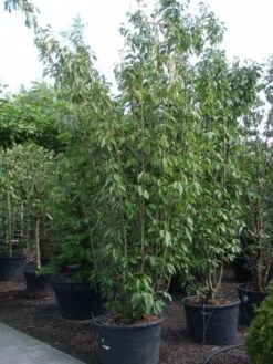 Sierkers, Struikvorm (Prunus Serrulata 'Kanzan') 11 Sierkers, Struikvorm (Prunus Serrulata 'Kanzan') -Aanbiedingen Groene Hekken Winkel 20101224132249 9 1