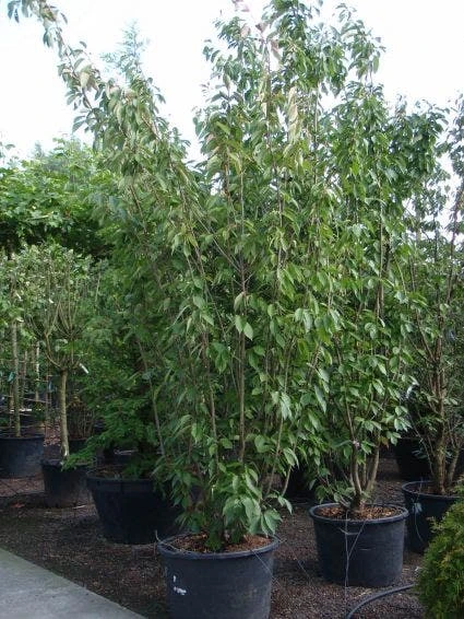 Sierkers, Struikvorm (Prunus Serrulata 'Kanzan') 5 Sierkers, Struikvorm (Prunus Serrulata 'Kanzan') - Afbeelding 3