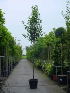 Chinese Sierpeer (Pyrus Calleryana 'Chanticleer') 15 Chinese Sierpeer (Pyrus Calleryana 'Chanticleer') -Aanbiedingen Groene Hekken Winkel 20101224151019 19