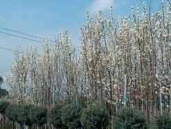 Chinese Sierpeer (Pyrus Calleryana 'Chanticleer') 18 Chinese Sierpeer (Pyrus Calleryana 'Chanticleer') -Aanbiedingen Groene Hekken Winkel 20101224151150 19