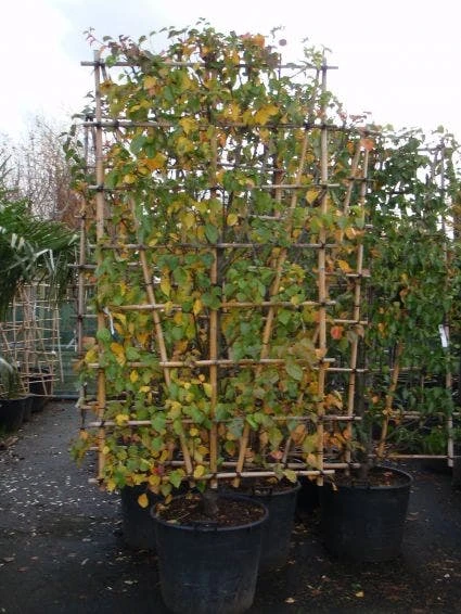 Sierpeer Als Leivorm (Pyrus Calleryana 'Chanticleer) 4 Sierpeer Als Leivorm (Pyrus Calleryana 'Chanticleer) - Afbeelding 2