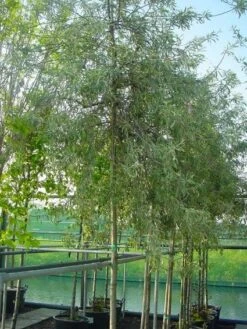 Treursierpeer (Pyrus Salicifolia 'Pendula') -Aanbiedingen Groene Hekken Winkel 20101224152131 9 1